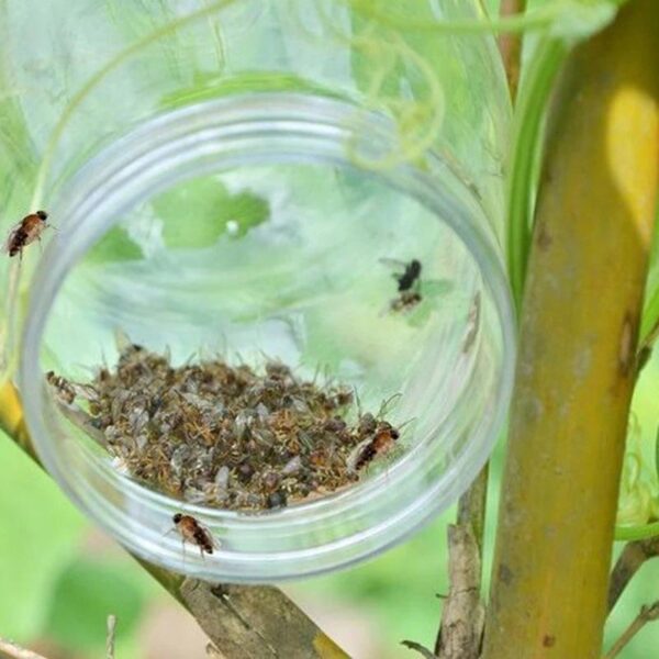 Fruit Fly Trap Killer Plastic Drosophila Trap Anti Fly Fruit Fly Killer Catcher Orchard Insect Trap Pest Control Products Drop - Image 8