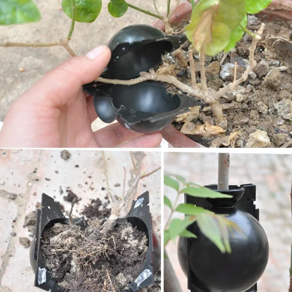 1Pcs  Plant Rooting Growing Box Plant Rooting Box Case Rooting Ball Plastic Flower Container Nursery Box for garden - Image 3